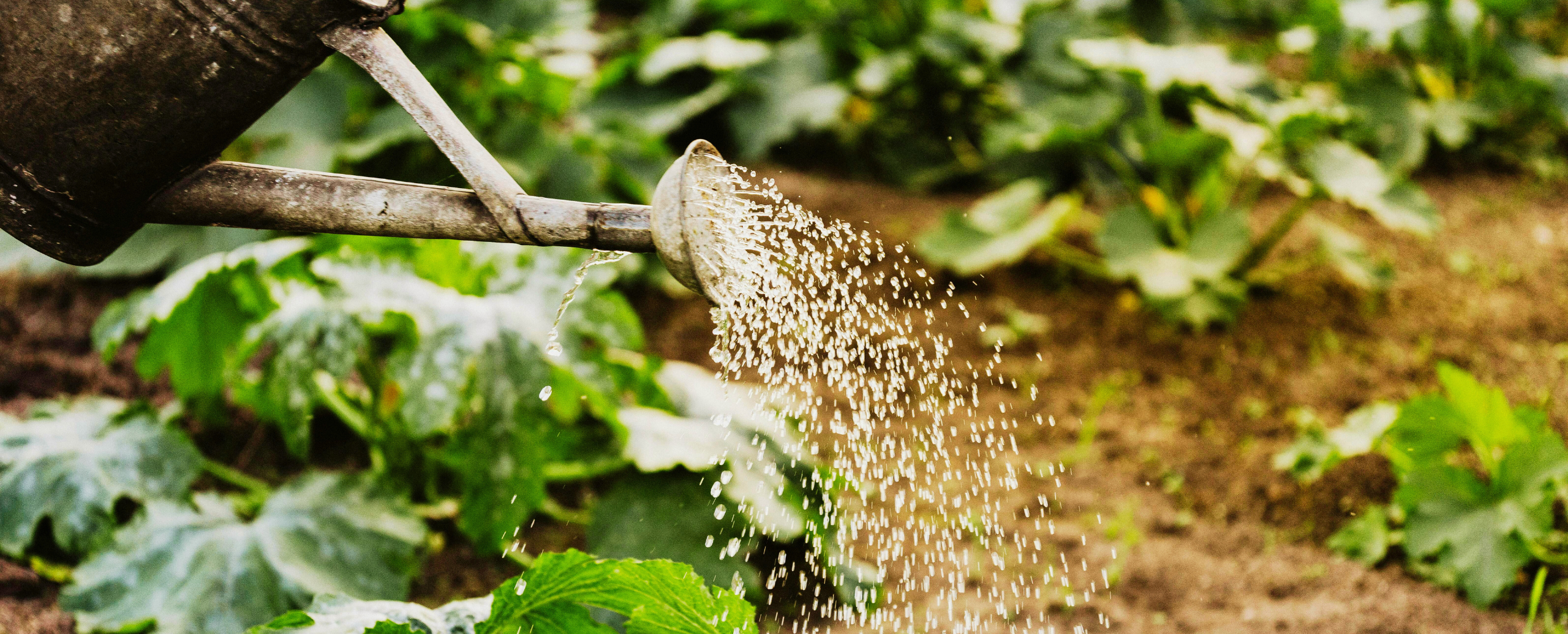 Roadmap to Net-Zero | YTC